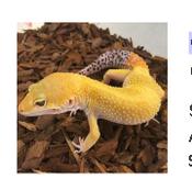 CB GROWN-ON HYPO Leopard Gecko