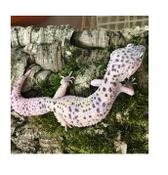 CB MONTANUS Leopard Gecko