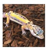Leopard Gecko