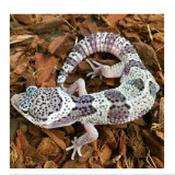 CB Grown-On MACK SNOW Leopard Gecko 7-9cm
