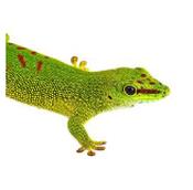 CB Giant Madagascan Day Gecko 3-4cm