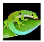 CB Peacock Day Gecko 3-4cm