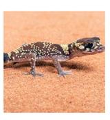 CB Australian Barking Gecko 4-5cm