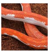 CB20 Pied Sided Corn Snake 30cm+