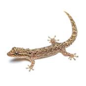 CB Mourning Gecko 2-3cm