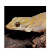 CB Golden Gecko 5cm