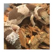 CB OREO Fat Tailed Gecko 5-6cm