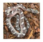 CB20 Pied Sided Granite Corn Snake 30cm+