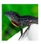 WC Bark Anole 4-6cm