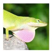 WC Green Anole 4-6cm