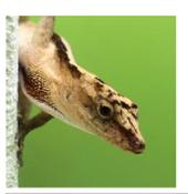 WC Copper Anole 4-6cm