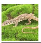 CB Spiny Tailed Monitor 7-8cm