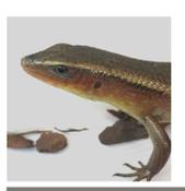 WC Asian Sun Skink 8-12cm