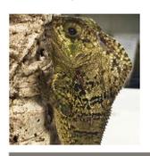 WC Helmeted Iguana 10cm