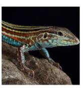 WC Blackbelly Racerunner Lizard 7cm