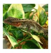 WC Rose Bellied Swift 8cm