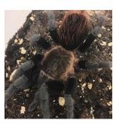 CB 1cm New Mexican Tarantula