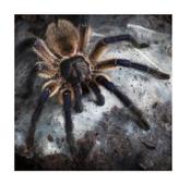 CB 1cm Socotra Island Blue Baboon tarantula
