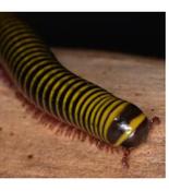 WC Bumblebee Millipede 2-3cm
