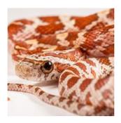 CB20 Hypo Corn Snake 30cm+