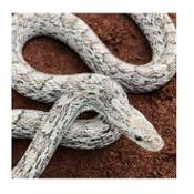 CB20 Cinder Corn Snake 30cm+