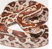 CB19 Normal DH SNOW SCALELESS Corn Snake 30-40cm