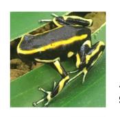 CB Yellow Striped Poison Arrow Frog 2cm