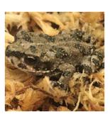 CB Uzbekistan Green Toad