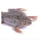 CB 3cm Dwarf Surinam Toad