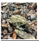 WC Oak Toad 2-3cm