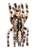 CB SPIDERLING Mysore Ornamental Tarantula 1cm