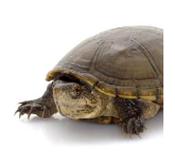 WC Mississippi Mud Turtle