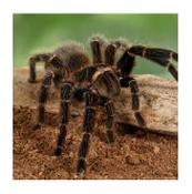 CB 1-2cm Salmon Pink Tarantula