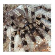 CB SPIDERLING Tiger Ornamental Tarantula 1cm