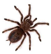 CB SPIDERLING Brazilian Blonde Tarantula