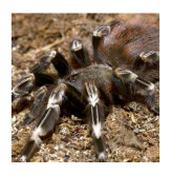 CB SPIDERLING Brazilian Red/White Tarantula