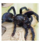 CB 2cm Sangihe Black Tarantula