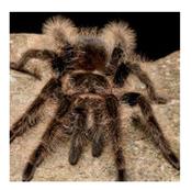 CB SPIDERLING Curly Hair Tarantula