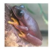 CB MELANISTIC Red Eyed Tree Frog
