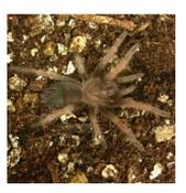 CB 3cm Mexican Red Leg Tarantula