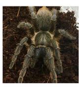 WC 4-5cm Costa Rican Zebra Tarantula