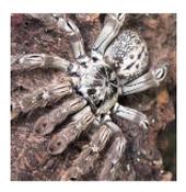 CB 1cm Togo Starburst Tarantula