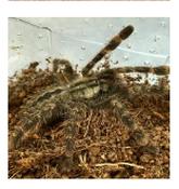 CB SPIDERLING Pederson's Ornamental Tarantula