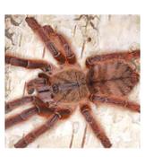 CB 2-3cm Peach Earth Tiger Tarantula