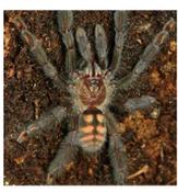 CB SPIDERLING Venezualan Sun Tiger Tarantula