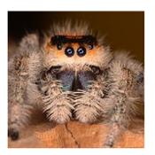 CB SPIDERLING Regal Jumping Spider