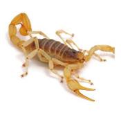 WC Desert Hairy Scorpion