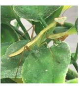 CB Prohierodula Mantis 1-2cm