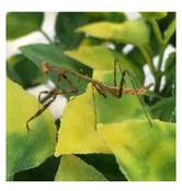 CB Peacock Mantid (PAV) 1-2cm