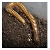 WC African Olive Millipede 6-8cm